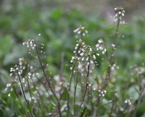 自然の中で、花のカプセラブルサ牧師 — ストック写真