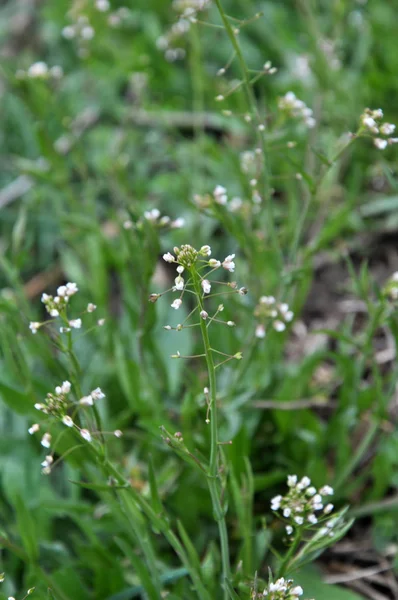 În natură, înflorește Capsella bursa-pastoris — Fotografie, imagine de stoc