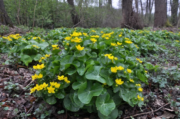 En un pantano, en el bosque de aliso florecen Caltha palustris —  Fotos de Stock