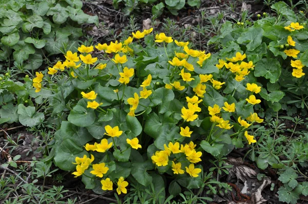 En un pantano, en el bosque de aliso florecen Caltha palustris —  Fotos de Stock