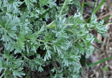 Bush yaprakları bir solucan ağacı acı