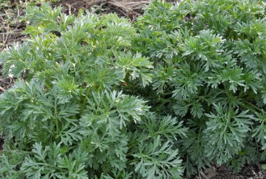 Bush yaprakları bir solucan ağacı acı