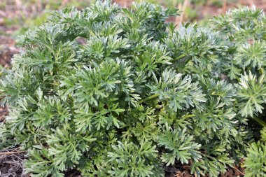 Bush yaprakları bir solucan ağacı acı