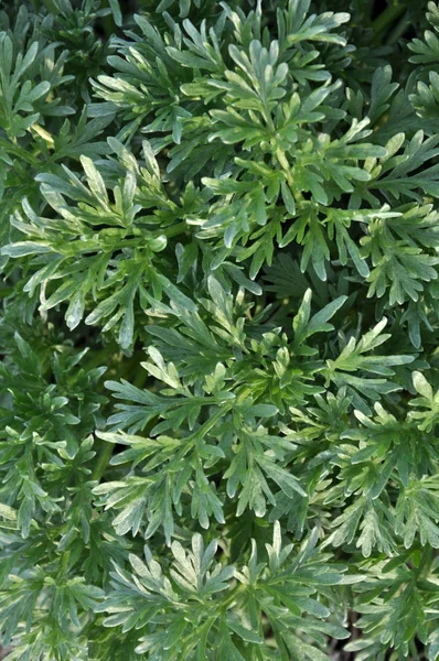 The bush leaves are a wormwood bitter — Stock Photo, Image