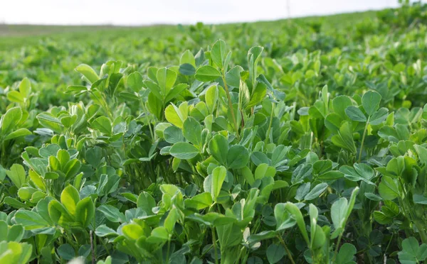 In the spring field young alfalfa grows — Stock Photo, Image