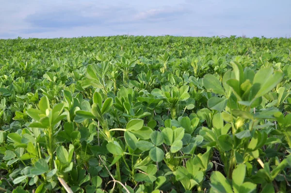 Bahar alanında genç yonca büyür