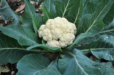 In organic soil grown cauliflower clipart