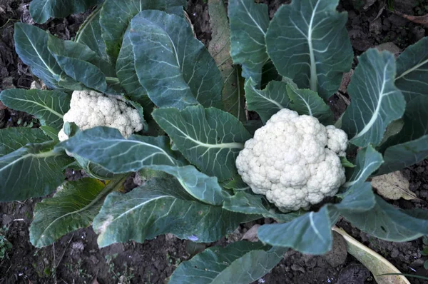 In biologische bodem geteelde bloemkool — Stockfoto