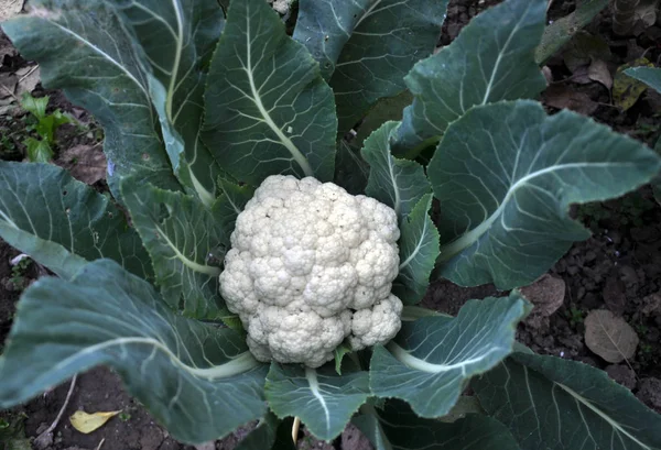 En suelo orgánico cultivado coliflor —  Fotos de Stock