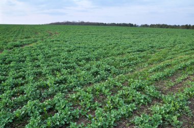 Kış tecavüz ile bahar alanı