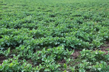 Kış tecavüz ile bahar alanı