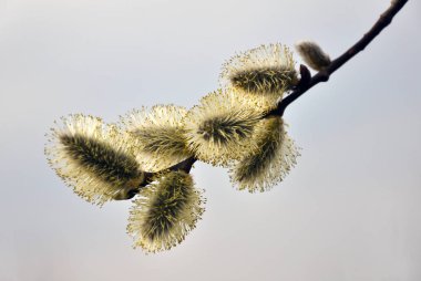 Erken bahar çiçekli söğüt (Salix Caprea)
