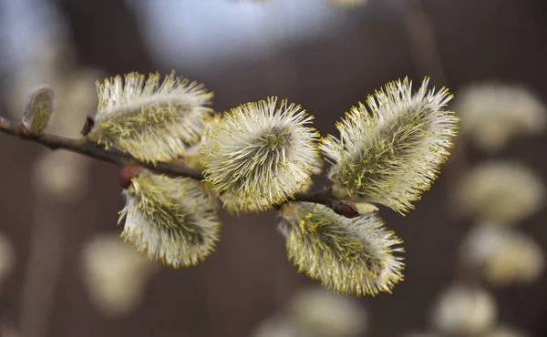 Рання весняна квітуча верба ( Salix caprea ) — стокове фото