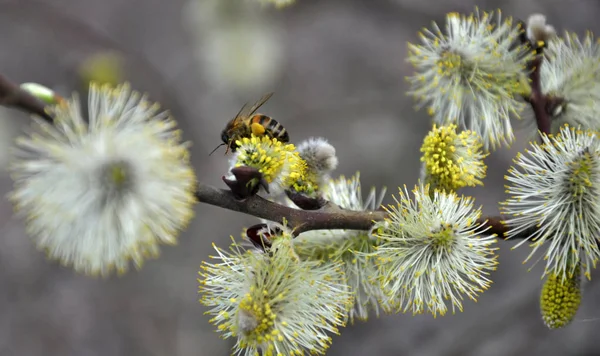 Kora tavasszal virágzó fűzfa (Salix caprea) — Stock Fotó