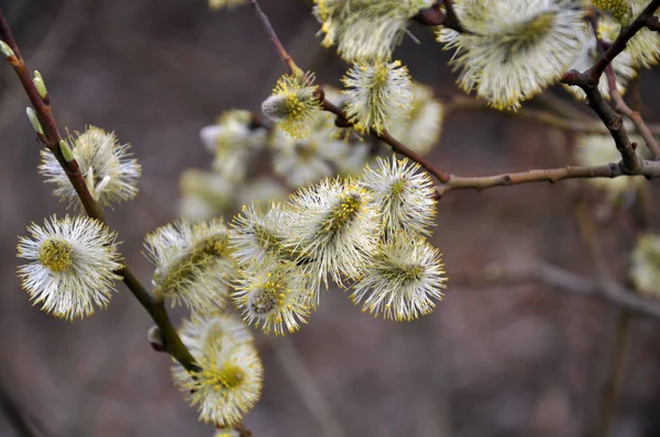 Kora tavasszal virágzó fűzfa (Salix caprea) — Stock Fotó