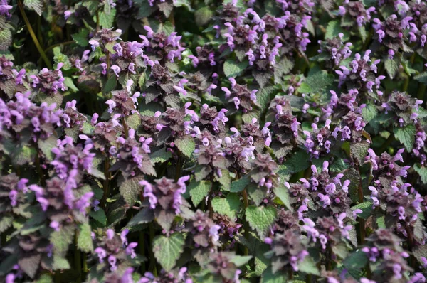 Natural overgrown Lamium purpureum — Stock Photo, Image