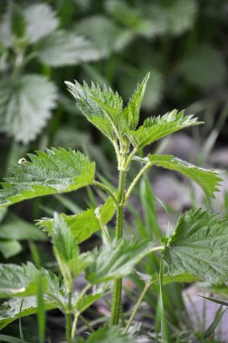 Büyümüş ısırgan Urtica dioica