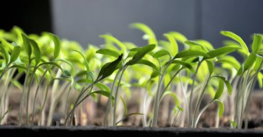 Büyüyen fidan tatlı biber