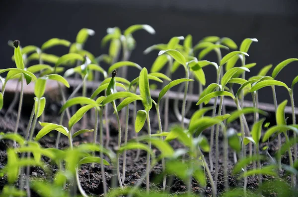 Groeiende zaailingen niet-scherpsmakende pepers — Stockfoto