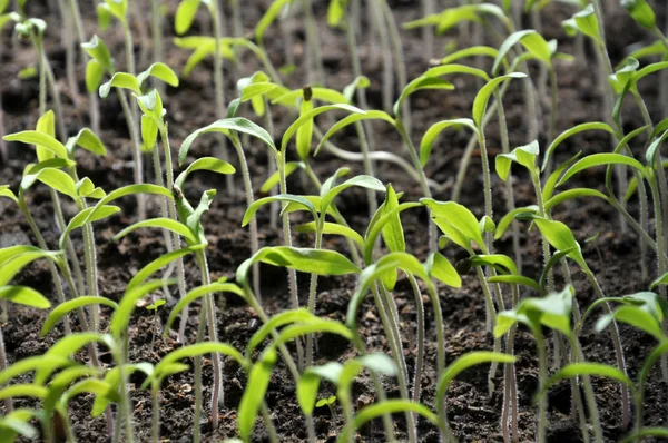 Anbau von Sämlingen Paprika — Stockfoto