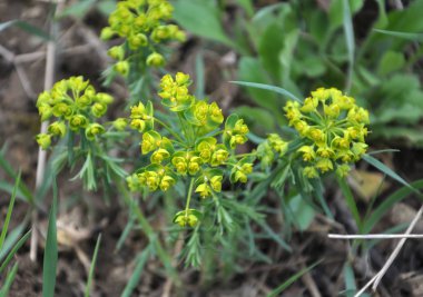 Vahşi, büyür ve Euphorbia virgata çiçek