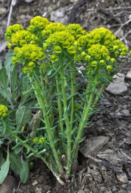 Vahşi, büyür ve Euphorbia virgata çiçek