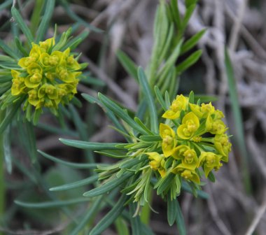 Vahşi, büyür ve Euphorbia virgata çiçek