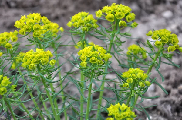 En la naturaleza, crece y florece Euphorbia virgata — Foto de Stock