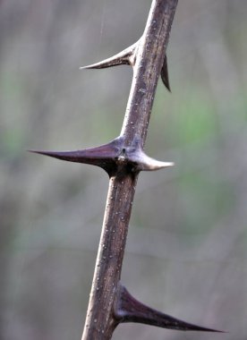 Sivri akasya ile Twig