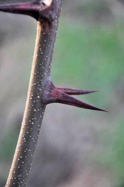 Sivri akasya ile Twig