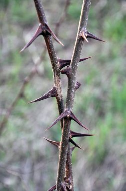 Sivri akasya ile Twig