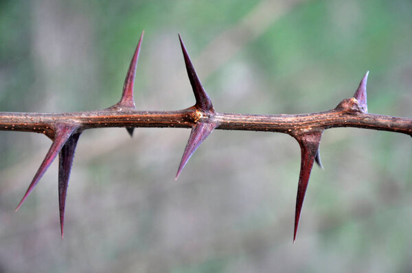 Twig acacia with spikes