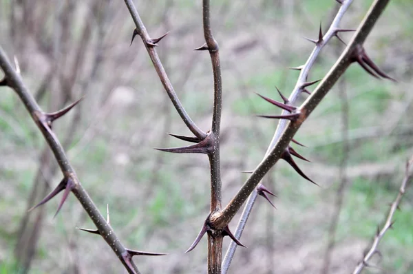 Twig acacia with spikes — Stock Photo, Image