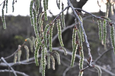 Aspen küpe bahar çiçekleri