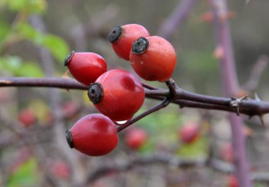 Çalılıkta, gül kalçalarının olgun meyveleri