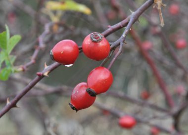 Çalılıkta, gül kalçalarının olgun meyveleri