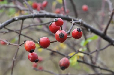 Çalılıkta, gül kalçalarının olgun meyveleri
