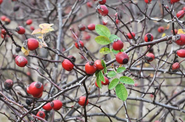 Am Strauch, reife Beeren von Hagebutten — Stockfoto