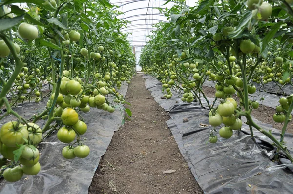 トマトは、点滴灌漑と温室で栽培されています — ストック写真