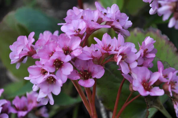 Floraison au printemps Bergenia (Badan ) — Photo