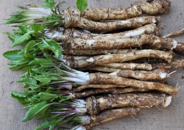 Taze, kazılmış yabanturpu