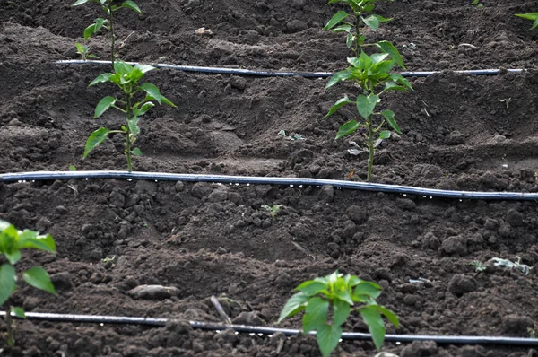 DRIP irrigatiesysteem bij het kweken van groenten in de open groun — Stockfoto