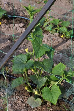 Açık groun sebze büyüyen damla sulama sistemi