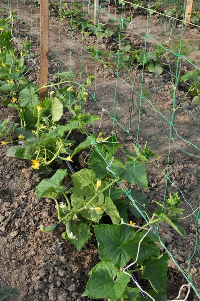 Drip irrigation system when growing vegetables in the open groun