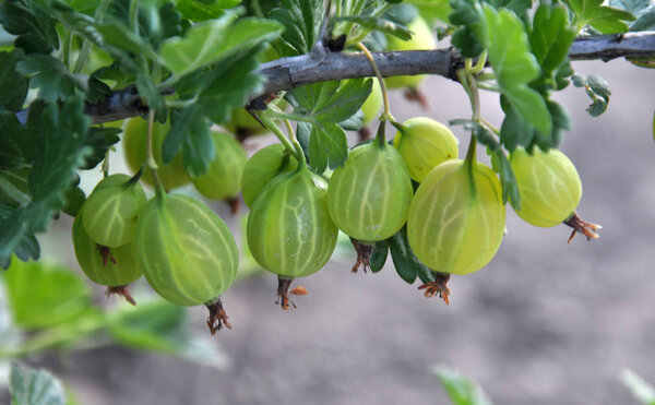 On the branch of the bush ripe gooseberries