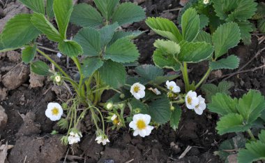 Çilek çalılarının bahar çiçekleri