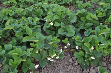 Çilek çalılarının bahar çiçekleri