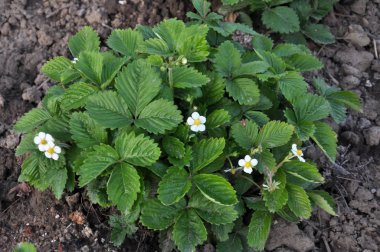 Çilek çalılarının bahar çiçekleri