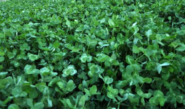 İlkbaharda, genç bir yonca yetişir.