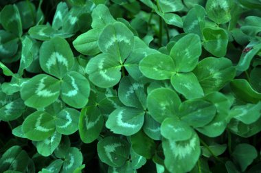 İlkbaharda, genç bir yonca yetişir.